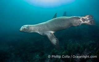 California Sea Lion, San Pedro Martir Island, Sea of Cortez, Mexico, Zalophus californianus, Isla San Pedro Martir, Sonora