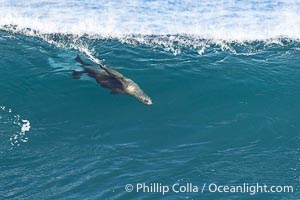 California sea lion speeds across the face of a wave while bodysurfing, La Jolla, California