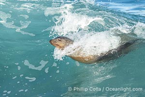 A California Sea Lion Surfing a Big Wave at La Jolla Cove, San Diego, Zalophus californianus