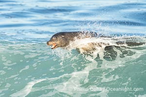 A California Sea Lion Surfing a Big Wave at La Jolla Cove, San Diego, Zalophus californianus