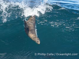 A California Sea Lion Surfing a Big Wave at La Jolla Cove, San Diego, Zalophus californianus