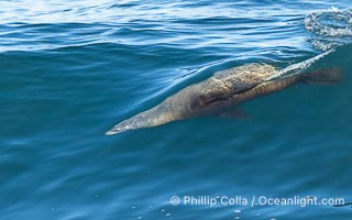 A California Sea Lion Surfing a Big Wave at La Jolla Cove, San Diego, Zalophus californianus