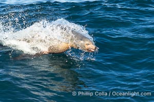 A California Sea Lion Surfing a Big Wave at La Jolla Cove, San Diego, Zalophus californianus