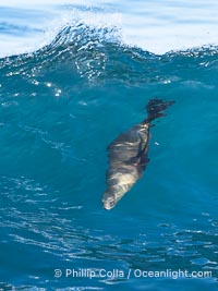 A California Sea Lion Surfing a Big Wave at La Jolla Cove, San Diego, Zalophus californianus