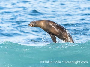 California Sea Lion Surfing Waves at La Jolla Cove and Boomer Beach, San Diego, Zalophus californianus