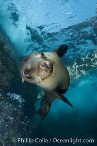 California sea lion underwater, Zalophus californianus, Sea of Cortez