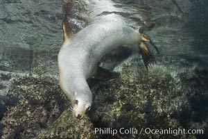 California sea lion underwater, Zalophus californianus, Sea of Cortez