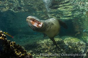 California sea lion underwater, Zalophus californianus, Sea of Cortez