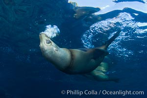 California sea lion injured by fishing line, Zalophus californianus, Sea of Cortez