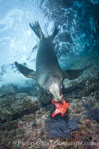 California sea lion underwater playing with sea star, Zalophus californianus, Sea of Cortez