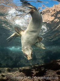 California Sea Lion Underwater, Coronado Islands, Baja California, Mexico, Zalophus californianus, Coronado Islands (Islas Coronado)