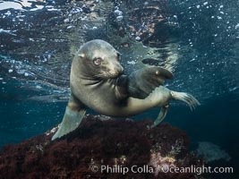 California Sea Lion Underwater, Coronado Islands, Baja California, Mexico, Zalophus californianus, Coronado Islands (Islas Coronado)