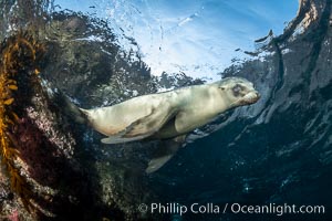 California Sea Lion Underwater, Coronado Islands, Baja California, Mexico, Zalophus californianus, Coronado Islands (Islas Coronado)