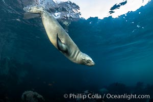 California Sea Lion Underwater, Coronado Islands, Baja California, Mexico, Zalophus californianus, Coronado Islands (Islas Coronado)