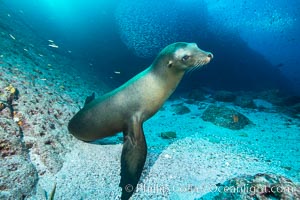 California sea lion underwater, Sea of Cortez, Mexico, Zalophus californianus