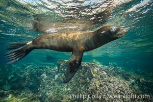 California sea lion underwater, Sea of Cortez, Mexico, Zalophus californianus