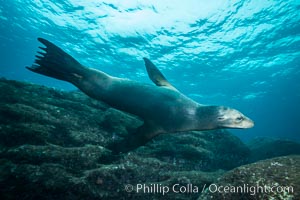 California sea lion underwater, Sea of Cortez, Mexico, Zalophus californianus