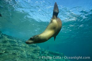 California sea lion, Sea of Cortez.