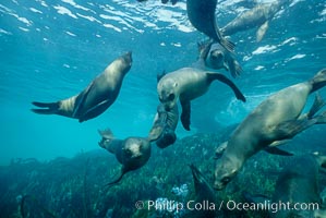 California sea lions swim and socialize over a kelp-covered rocky reef, underwater at San Clemente Island in California's southern Channel Islands, Zalophus californianus