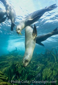 California sea lions swim and socialize over a kelp-covered rocky reef, underwater at San Clemente Island in California's southern Channel Islands, Zalophus californianus