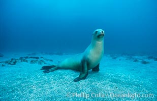 California sea lion, Webster Point rookery, Zalophus californianus, Santa Barbara Island