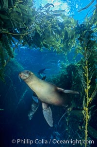 California sea lion, Zalophus californianus, Santa Barbara Island
