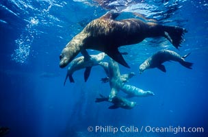 California sea lions, socializing/resting, Webster Point rookery, Santa Barbara Island, Channel Islands National Marine Sanctuary, Zalophus californianus