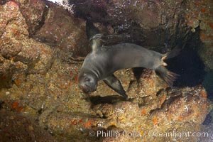 A California sea lion, underwater inside a submarine cavern, at Santa Barbara Island, Zalophus californianus