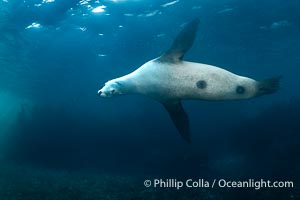 California Sea Lion with Apparent Cookie Cutter Shark Wounds, Underwater, Zalophus californianus, Coronado Islands (Islas Coronado)