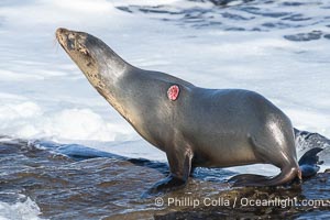 California Sea Lion with Apparent Cookie Cutter Shark Wound, Zalophus californianus, La Jolla