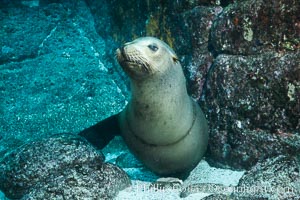 California sea lion with scar around neck from monofiliment fishing line entanglement at Los Islotes in the Sea of Cortez, Mexico, Zalophus californianus