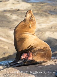 California sea lion with serious laceration wound on its hind quarters, La Jolla, Zalophus californianus