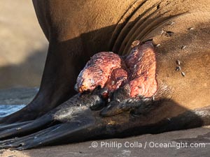 California sea lion with serious laceration wound on its hind quarters, La Jolla, Zalophus californianus