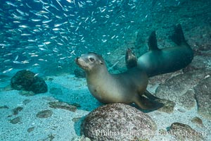 California sea lions and school of sardines underwater, Baja California, Sea of Cortez, Zalophus californianus