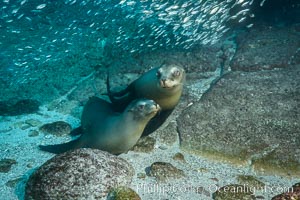 California sea lions and school of sardines underwater, Baja California, Sea of Cortez, Zalophus californianus