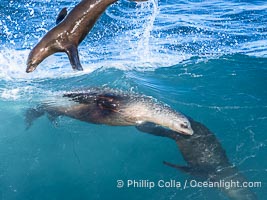 California sea lions bodysurf together, suspended in the face of a big wave, Boomer Beach, La Jolla