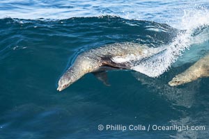 California sea lions bodysurf together, suspended in the face of a big wave, Boomer Beach, La Jolla