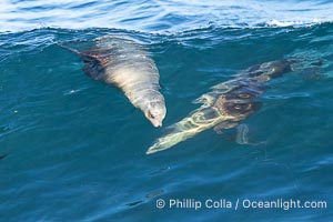 California sea lions bodysurf together, suspended in the face of a big wave, Boomer Beach, La Jolla