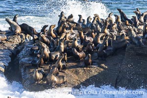 California sea lions gather on Point La Jolla with waves crashing around them