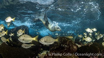 California Sea Lion hunting Zebra Perch, Underwater, Coronado Islands, Baja California, Mexico, Hermosilla azurea, Zalophus californianus, Coronado Islands (Islas Coronado)