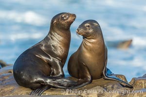 https://www.oceanlight.com/photo/california-sea-lions-la-jolla-34273.jpg