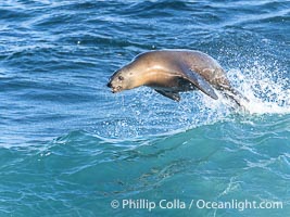 A California sea lions leap high out of the water, jumping clear of a wave while bodysurfing at Boomer Beach in La Jolla