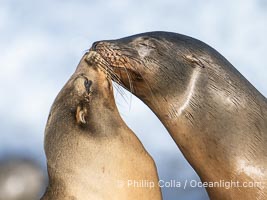 California Sea Lions Nuzzling on Point La Jolla, San Diego, California, Zalophus californianus