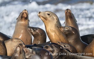 California Sea Lions on Point La Jolla, San Diego, California, Zalophus californianus