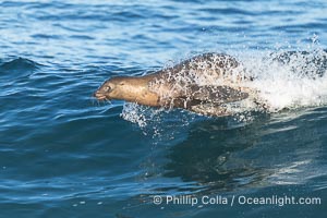 California Sea Lions Surfing Waves at La Jolla Cove, San Diego, Zalophus californianus