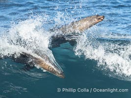 California Sea Lions Surfing Waves at La Jolla Cove, San Diego, Zalophus californianus