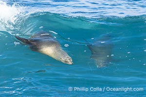 California Sea Lions Surfing Waves at La Jolla Cove, San Diego, Zalophus californianus