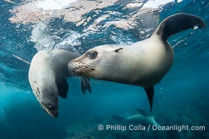 California sea lions swimming underwater, Coronado Islands near San Diego, Baja California, Mexico, Zalophus californianus, Coronado Islands (Islas Coronado)