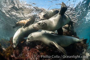 California Sea Lions Underwater, Coronado Islands, Baja California, Mexico, Zalophus californianus, Coronado Islands (Islas Coronado)