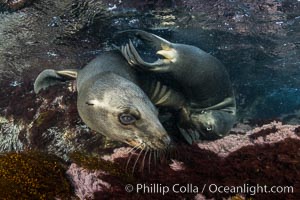 California Sea Lions Underwater, Coronado Islands, Baja California, Mexico, Zalophus californianus, Coronado Islands (Islas Coronado)